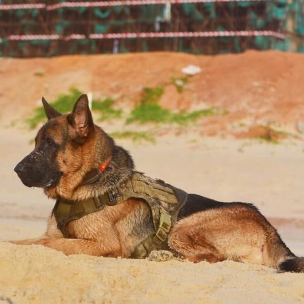 VIP Tactical Store  K9 Field Armor